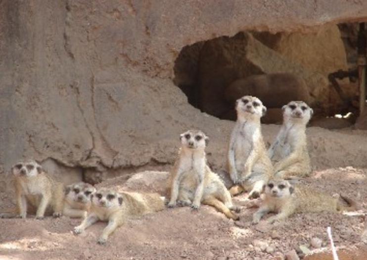Phoenix Zoo
